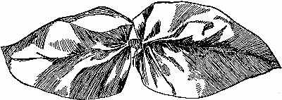 Fig. 252—The morning-glory leaves.