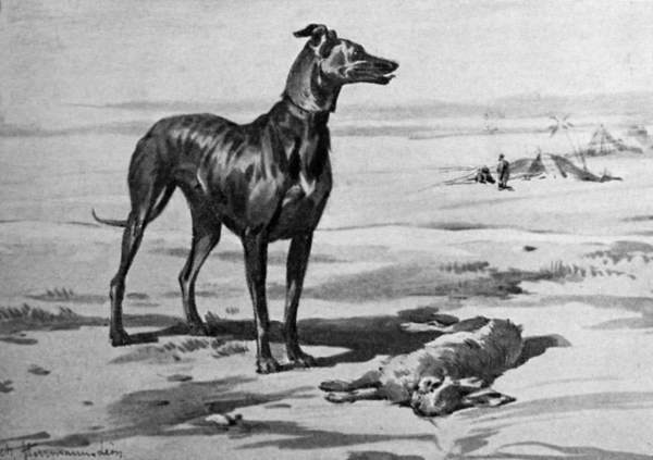 Greyhound with rabbit prey, desert background.