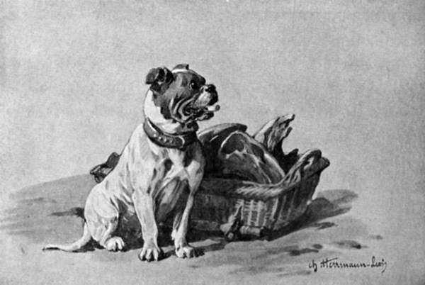 A seated bull-dog.