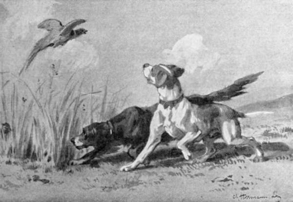 A pointer and setter flushing a bird from some bushes.