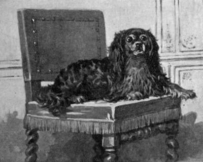 King Charles spaniel on a chair.