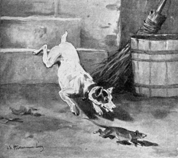 A terrier pouncing on a rat.