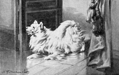 Indoors scene with a Pomeranian.