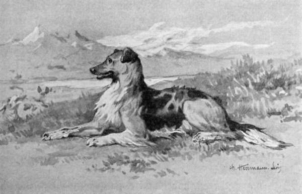 A collie with mountains in the background.