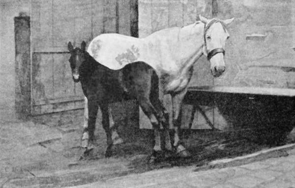 A mare with a foal.