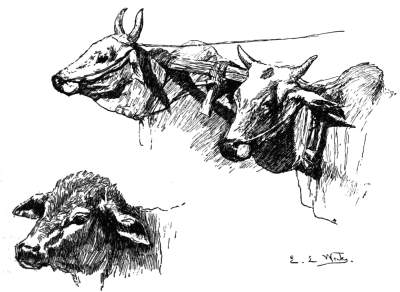 Line drawings of Indian cattle.