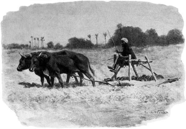 Two oxen pulling a device used for trampling grain.