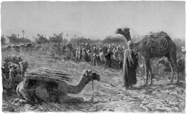 Camels working in fields of sugar cane.
