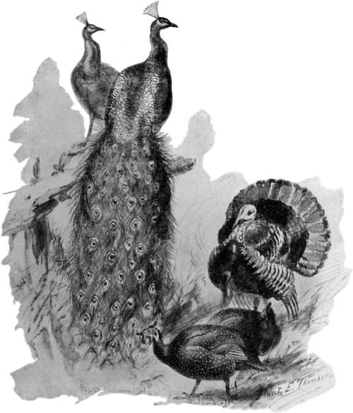 Two peacocks, a guinea fowl and a turkey.