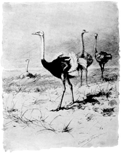 Ostriches.