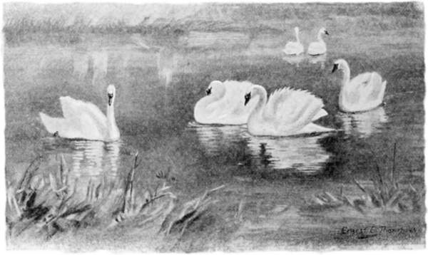 Swans swimming.