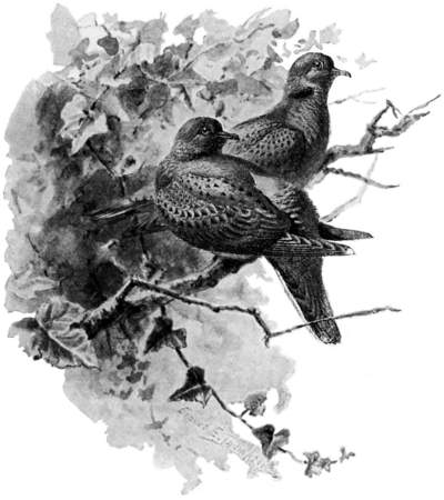 Two Turtle Doves on some branches.