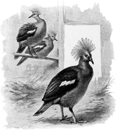 Three Crowned Pigeons.