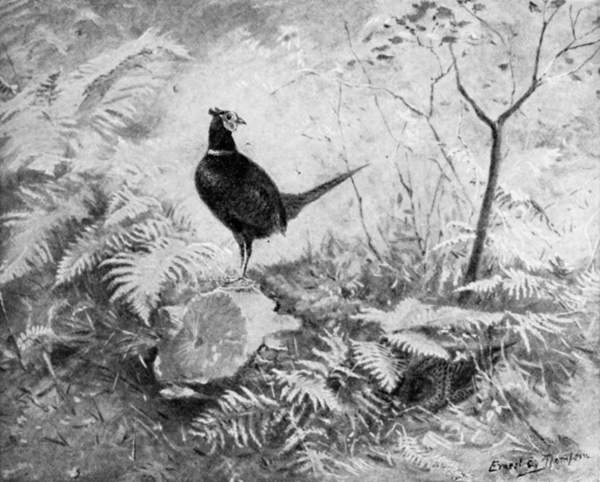 Pheasant in woodland.