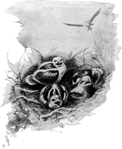 Several birds in a nest.