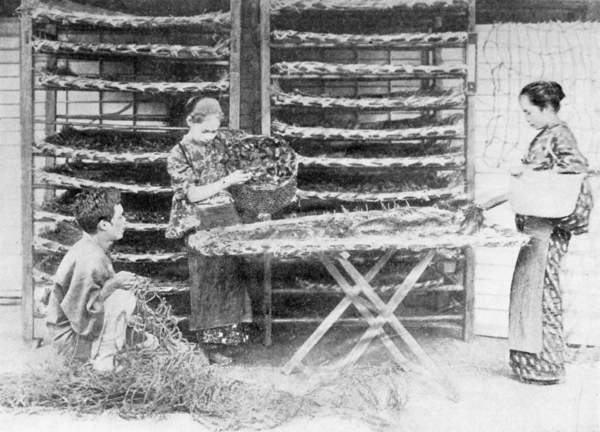 Three Japanese farmers feeding silkworms with mulberry leaves.