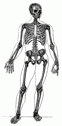 Bones of the human body.