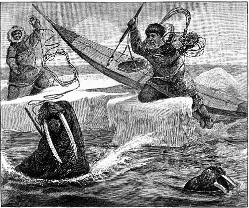 Esquimaux catching walrus.