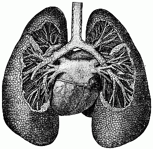 The lungs, heart, and air-passages.