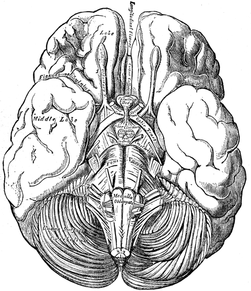 View of the (labeled) brain from below. Brain stem at the bottom of the picture.
