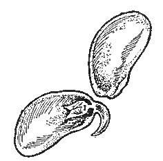 The Bean, Sprouting, To Show the Two Seed-leaves And The
Embryo