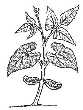 The Bean—Embryo-Leaves, Compound Leaves, and Beginning
of Stem