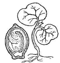 Morning-Glory Seed, Showing Seed-Leaves and Embryo