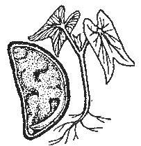 Four O'clock Seed, Showing Seed-Leaves and Embryo