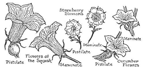 Flowers Needing Cross-Fertilization, Some with Ovary but
no Stamens, Others with Stamens but no Ovary