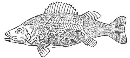 The Ovary of a Fish
