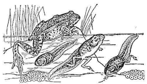 Tadpoles at Different Stages of Growth