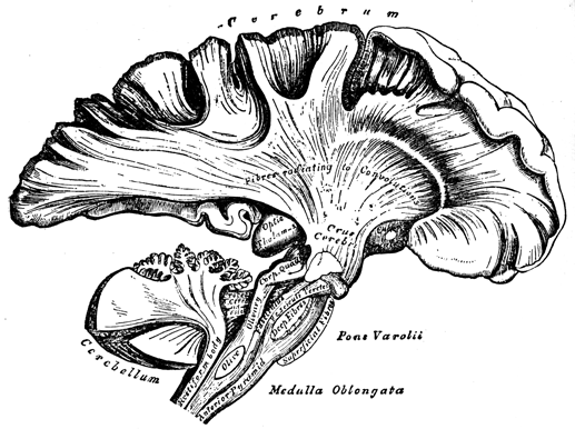 Brain cross-section from side