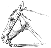 Drawing of horse's head showing position of curb bit.