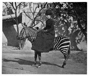 Woman mounted side-saddle on a zebra.