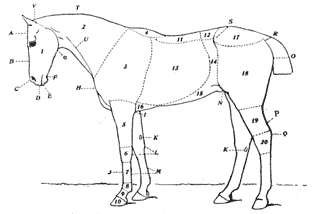 Outline drawing of a horse