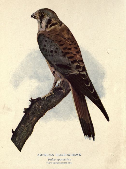 American Sparrow-hawk