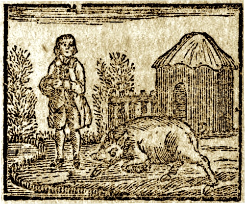 A man standing by a hog who is lying on the ground