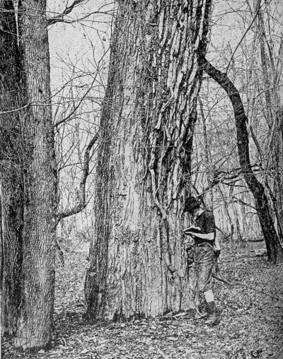 Swamp Cottonwood Tree