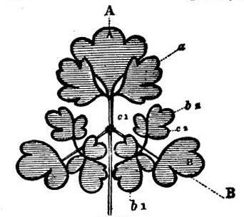 Fig. 47.