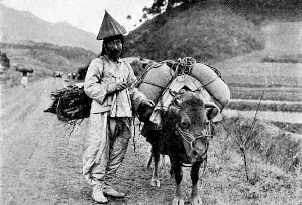 Korean peasant and ox