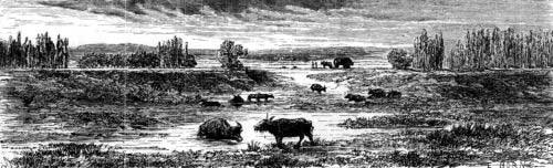THE OXEN OF THE DANUBE.