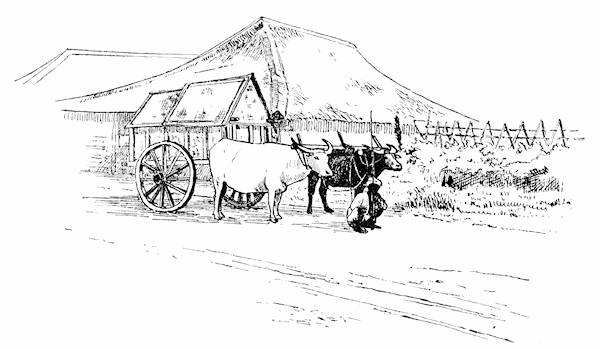 Two bullocks drawing a cart
