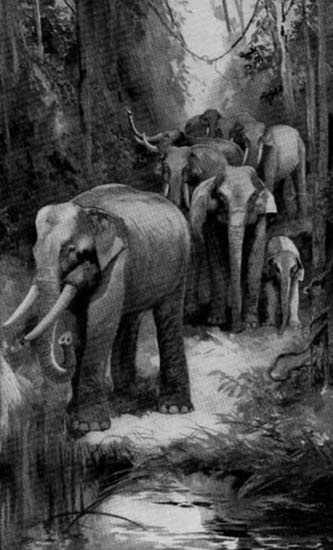 Elephant Leading Herd through the Jungle
