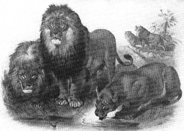 Group of Lions