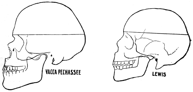 Two skulls in profile. Left is Vacca Pechassee, right is Lewis.