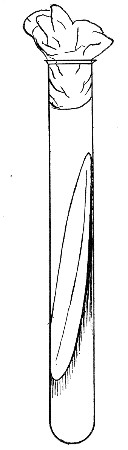 Fig. 118.—Sloped or slanted medium for streak or smear
culture.