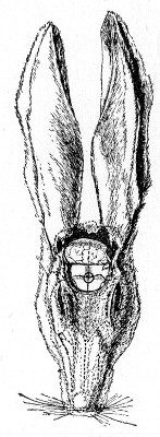 Fig. 188.—Intracranial inoculation of rabbit. The circle
indicates the situation of the trephine hole.