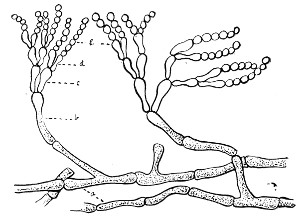 Fig. 79.—Penicillium.