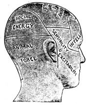 Right rear three-quarter view of a head with lines and words written on it.