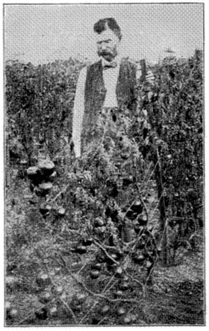 WHERE NEW VARIETIES OF TOMATOES ARE DEVELOPED AND TESTED(By courtesy American Agriculturist. Photo by Prof. W. G. Johnson)